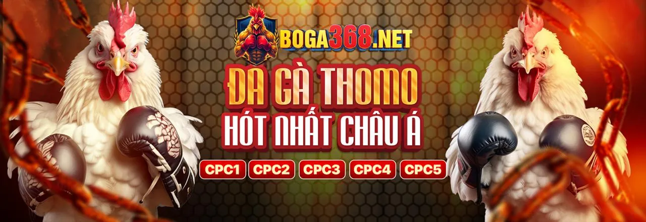 Đá gà trực tuyến Thabet